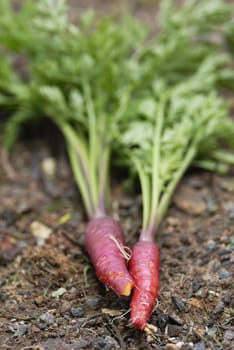 Bunch of Red Dragon (Daucus carota) carrots.