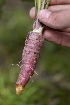 Woman at a an allotment holding a recently harvested bunch of Red Dragon (Daucus carota) carrots..