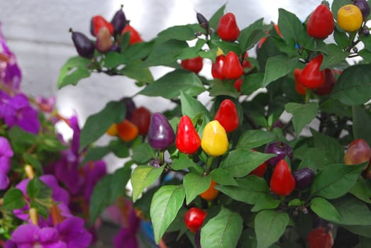 Colourful chilli peppers as plant in garden