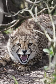 Cheetah protecting its ground in a game reserve, South Africa