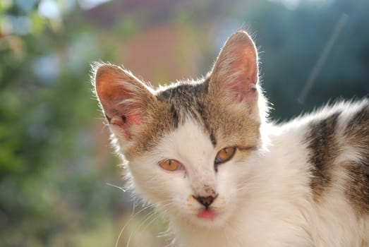 kitten