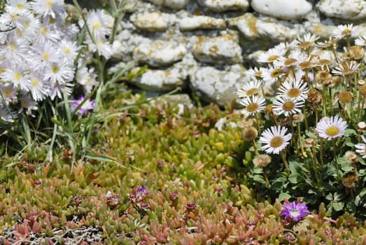 Sunny rustic scene of flowers and a drystone wall in Cornwall, UK.