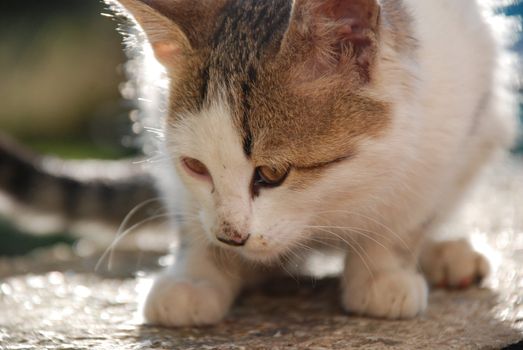 kitten