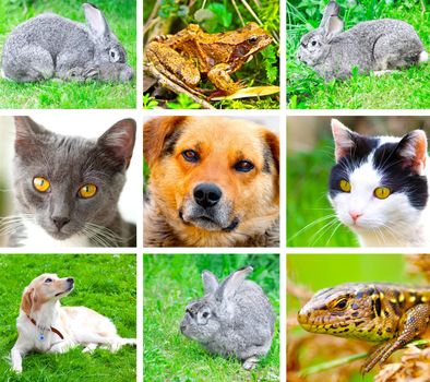 Collage of animals images. ( cat, dog, lizard, frog, rabbit )