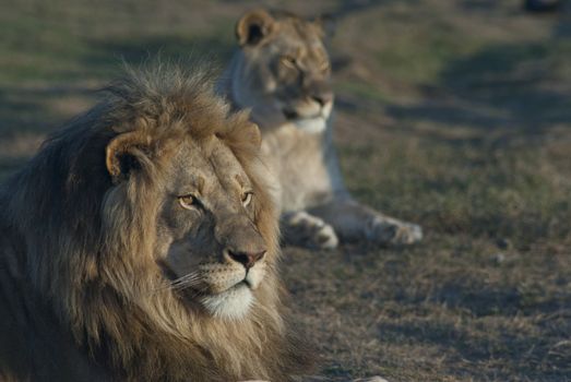 Lion and lioness lying on the grassland, South Africa