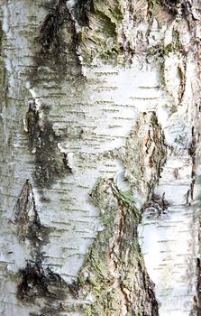 Close up of birch bark surface texture 