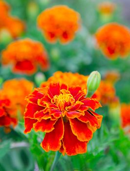 french marigold in a flowerbed, targets patula 