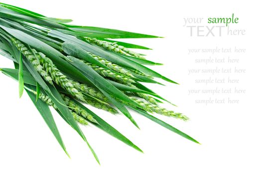 Green rye spikes on white background.