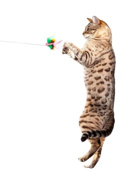Young bengal cat or kitten clawing at the air while jumping upwards towards a toy