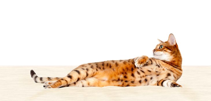 Young bengal cat or kitten lying back and resting on bed or cushion