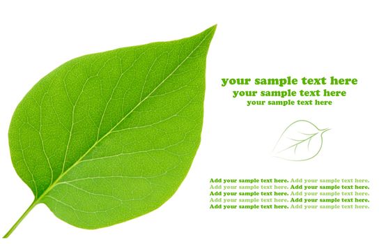 leaf isolated on white background 