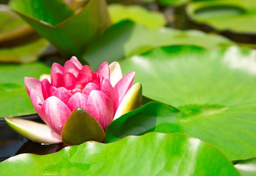 Nymphaea Water lilly in a pond