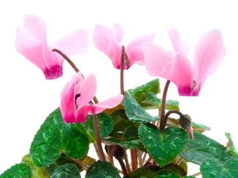 Pink cyclamen on a white background. 