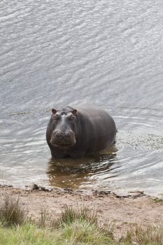 Hippopotamus bathing in a river in a game reserve, South Africa