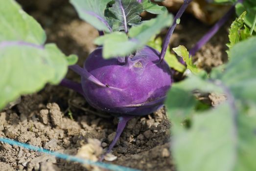 Kohlrabi (German turnip) (Brassica oleracea Gongylodes group)