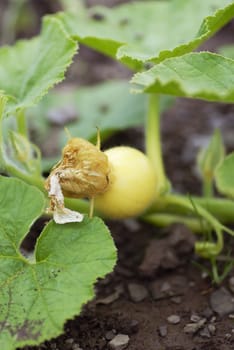 First growth of a giant pumpkin on an organic allotment.