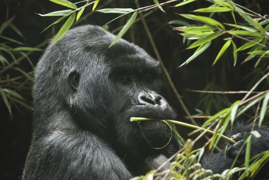 A gorilla eating plants in the forest, Rwanda