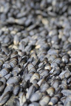 Large group of mussles shot with tight composition.