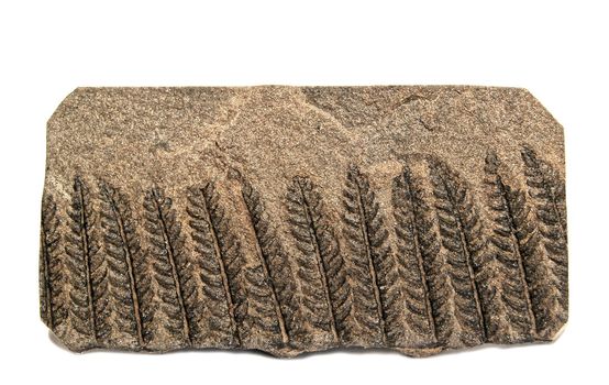 Well preserved specimen of fern Polymorphopteris with well visible details - 320 milions years old, age carboniferous, from Herault, Graissessac Coal Basin, France 