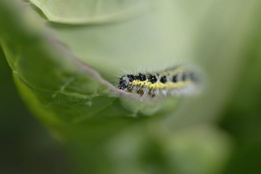 Yellow and black hairy catipillar eating a cabbage leaf. Short DOF focus on catipillar.  