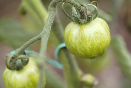 Small Green Zebra tomatoes growing on the vine.
