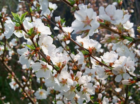 Close up of cherry blossom flowers in spring