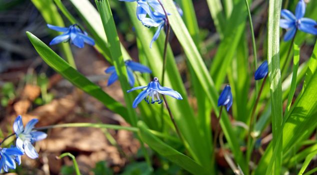 Blue Scilla (Squill) blossom background in early spring, focus on centre one 