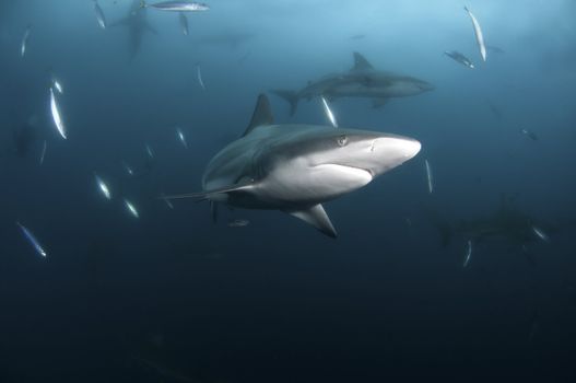 A close up on a blacktip shark with more sharks and fish in the background, KwaZulu Natal, South Africa