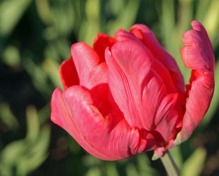 Close-up of beautiful red tulip with curved leaves