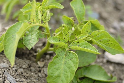 Unhealthy Potato swift foliage.