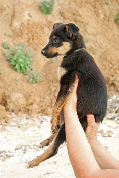 Cute puppy in loving hands in front of brown background