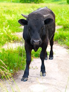 young bull on green meadow 