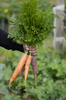 Woman at a an allotment holding a recently harvested bunch of carrots.