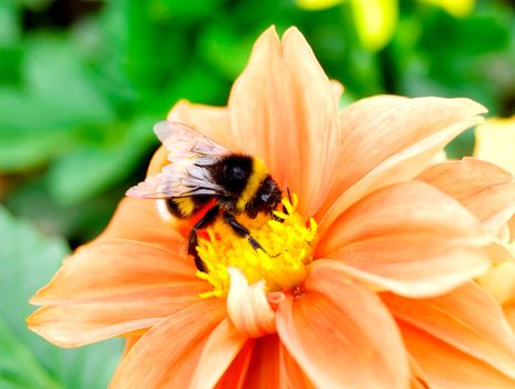 bumblebee on dahlia flower