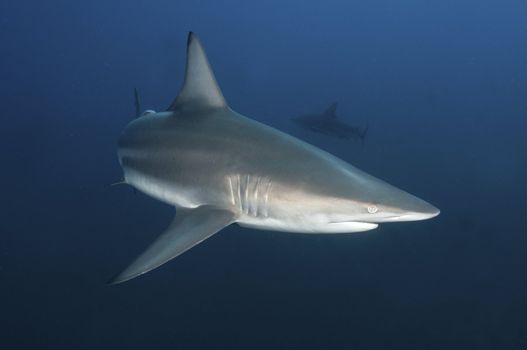 A close up on a blacktip shark swimming along, KwaZulu Natal, South Africa