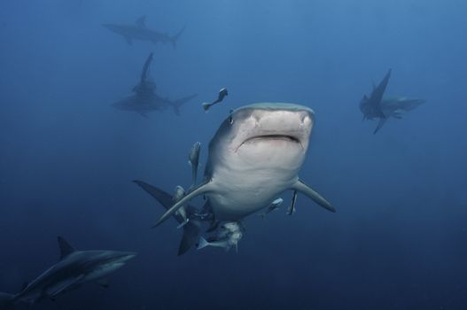 The view of tiger sharks swimming, KwaZulu Natal, South Africa