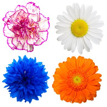 Set of colorful flowers isolated on a white background 