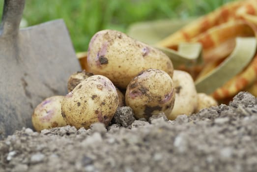 Kestrel Potatoes harvested from an allotment.