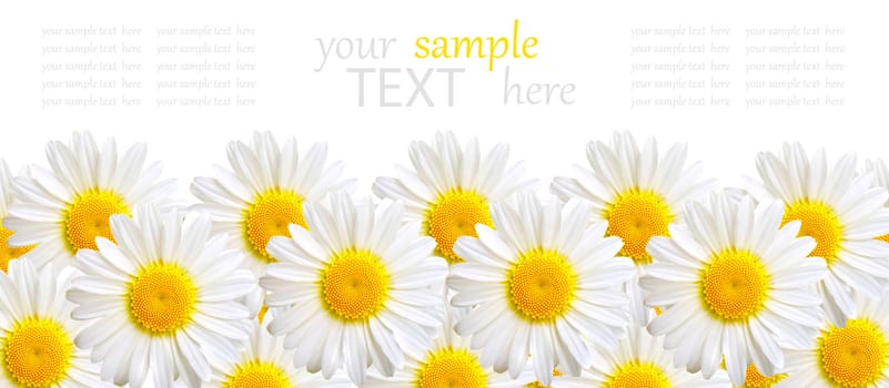 camomile background, isolated on white,  with with room for text