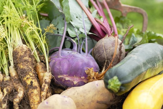 Collection of freshly harvested vegetables from an allotment. Kohl Rabbi, beetroot, yellow carrots, yellow and green courgette,and Kestrel potatoes.