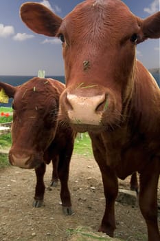 Close up photo of two cows facing the camera.