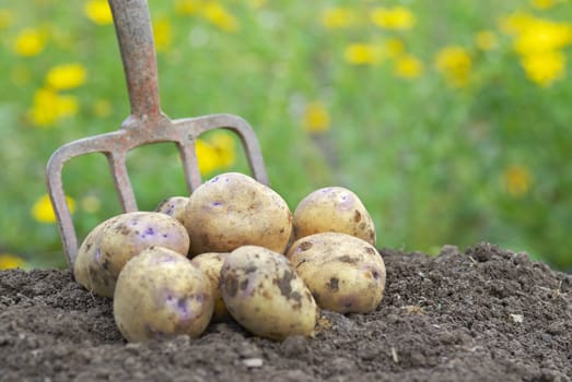 Pile of freshly harvested organic potatoes on an allotment.