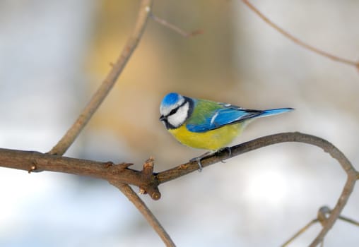 Bluetit perched on a thin twig in a wintery scene.