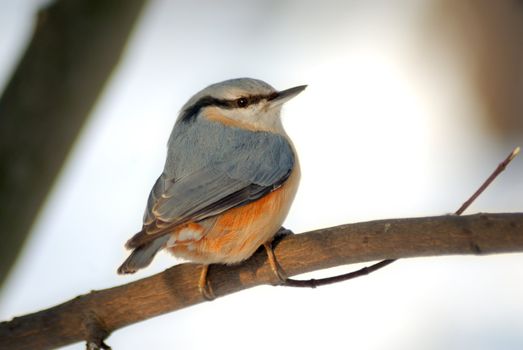The nuthatch is a plump bird about the size of a great tit that resembles a small woodpecker. It is blue-grey above and whitish below, with chestnut on its sides and under its tail. It has a black stripe on its head, a long black pointed bill, and short legs. It breeds in central and southern England and in Wales, and is resident, with birds seldom travelling far from the woods where they hatch.
