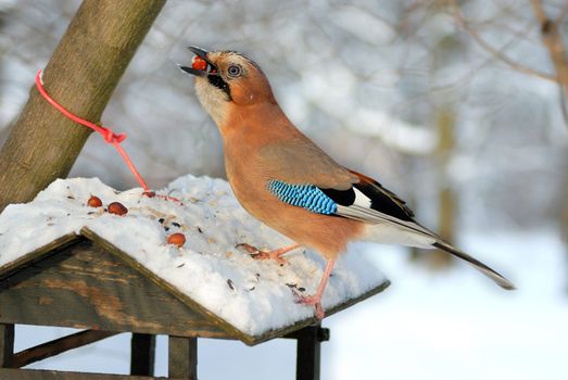 Winter shot of a Jay stealing nuts from a small bird feeder.