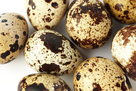 quail egg background macro close up