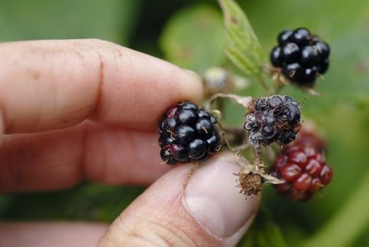 Man foraging for wild blackberries. Closeup photograph, UK.