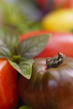 Mixed tomato varieties: 'Black Russion', 'Lemon Tree', 'Plum', 'Shirley'. Basil Aristotle and regular large leaf green.