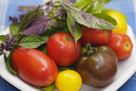 Mixed tomato varieties: 'Black Russion', 'Lemon Tree', 'Plum', 'Shirley'. Basil Aristotle and regular large leaf green.
