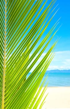 Beautiful tropical beach with palm tree and sand